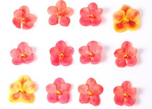 Red And Orange Orchids On White Background
