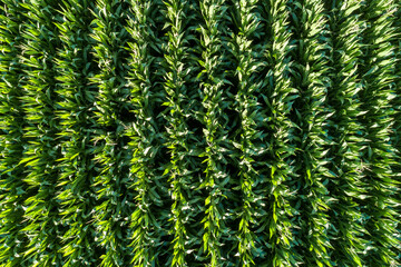 rows of corn in a field