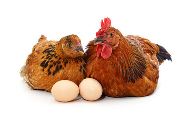 Sticker - Chicken and rooster with eggs.