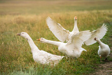 Geese In The Grass, Domestic Bird, Flock Of Geese. Flock Of Domestic Geese. Summer Green Rural Farm Landscape Gaggle