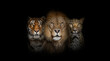 Big cats: Lion, tiger and spotted leopard, together on black background