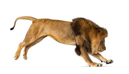 Wall Mural - Side view of a lion jumping, , isolated on white