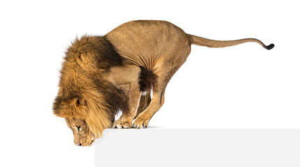 Wall Mural - Side view of a Lion looking down, isolated on white