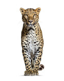 Fototapeta Kawa jest smaczna - Spotted leopard standing in front and facing at the camera, isolated