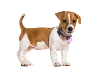 Wall Mural - Puppy jack russel terrier wearing a pink heart medal, isolated