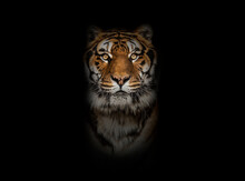 Tiger Looking At The Camera On Black Background