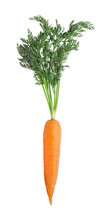 Tasty Ripe Organic Carrot Isolated On White