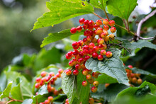 Branches With Red Berries Of Viburnum Vulgaris Closeup