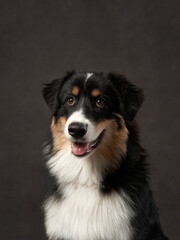 Wall Mural - dog on a brown background in studio. Tricolor Australian Shepherd