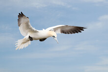 Northern Gannet In Flight Against Blue Sky