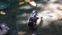 Lovely Pair Of Wood Duck, Aix Sponsa With Beautiful Multicolored Iridescent Plumage, Swimming Side By Side On The Pond With Sunlight Passing Through Foliages, Close Up Shot At Wildlife Park.
