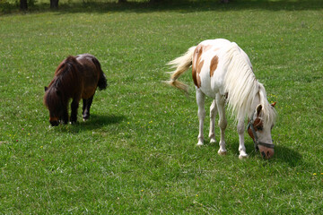 Wall Mural - Pony grazing in the meadow near the frame.