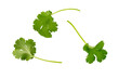 Coriander garden, cooking herb Isolated against a white background.