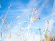 Dry grass against the sky, shallow depth of field. gentle and beautiful natural background