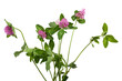 Closeup of pink clover flower isolated  on transparent background