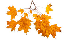 Autumn Maple Branch With Leaves Isolated On Transparent Background
