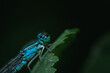 Blaue Libelle auf grünen Blatt