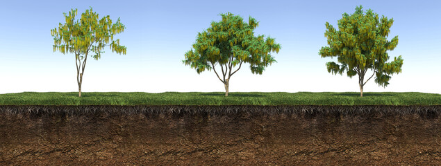 Wall Mural - Deciduous tree and soil cut under it, 3d render