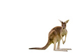 Fototapeta Zwierzęta - Beautiful kangaroo standing in alert position Perth, Western Australia, Australia