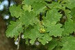 Knopperngalle an Stieleiche (Quercus robur)