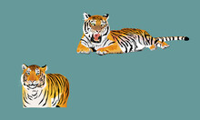 Tigers Lying In The Isolated Vector