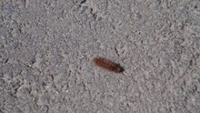 Fluffy Orange Caterpillar Crawls Quickly On The Asphalt, On The Road
