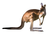 Beautiful Kangaroo Standing In Alert Position Perth, Western Australia, Australia