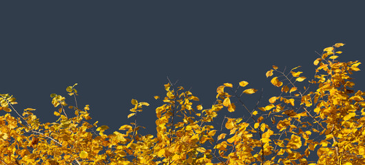 Wall Mural - Yellow autumn foliage isolated on gray background with copy space for seasonal banner of weather with autumn leaves.