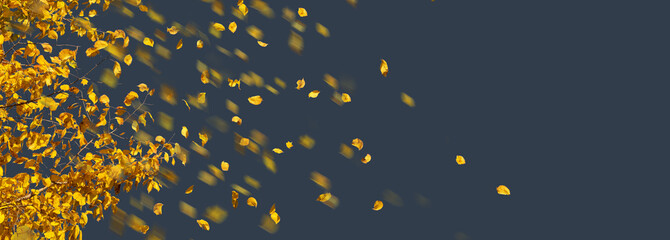 Wall Mural - Yellow autumn foliage flying in the wind. Falling autumn leaves isolated on gray background with copy space for seasonal banner with fall leaves, weather.