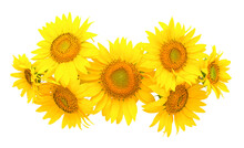 Seven Sunflower Flowers Laid Out On A White Background