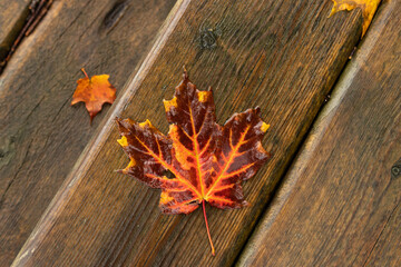 Sticker - Fall Maple Leaf