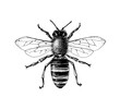 Sketch honey bee top view vector drawing.