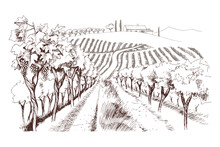 Hand Drawn Fields Of Vineyards With Grape Farm