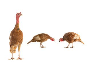 Poster - brown female and male turkeys isolated on white background