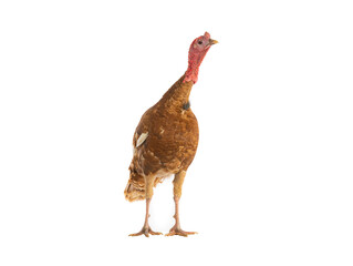 Sticker - brown turkey isolated on white background