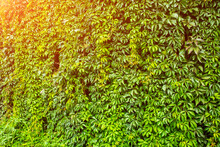 Wall With Greenery. Natural Background Texture Sun Shining
