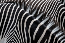 Fur Pattern Of Grevy’s Zebras (Equus Grevyi)