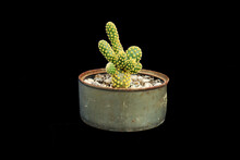 Miniature Cactus In Deteriorated Pot, Retro Image Of Plant With Black Background