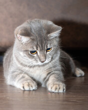 Gray Fluffy Cat Lying On A Wooden Floor, Close-up, Vertical Frame. The Kitten Wants To Play.