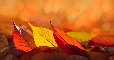 Wall Mural - Yellow and red autumn leaves glow in sun's rays on natural background with backlight. Fall leaves for seasonal banner.