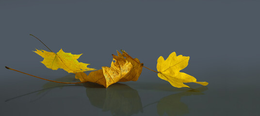 Wall Mural - Autumn yellow maple leaves on dark background for seasonal banner with fallen leaves.