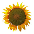 Isolated sunflower transparent