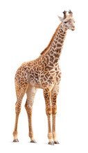 Transparent PNG Of A Giraffe.