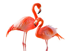 Transparent PNG Pair Of Beautiful Flamingos.