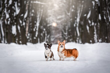Two Young Beautiful Corgi Dog Walking In A Forest In Winter With A Snow In The Background Of Autumn