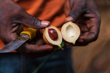 Nutmeg cut in two halves with a nut inside and hands holding it with a knife. Zanzibar, Tanzania