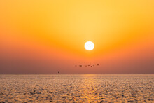 Cormorants Flying Over Persian Gulf In Saudi Arabia At Sunset
