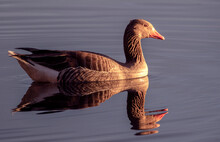 Goose On The Water; Goose In Water; Country Goose Swimming; Goose On The Ground; Goose Perched; Goose Resting; Duck On Grass;swimming Goose; Duck Swimmingly; Greylag Goose/ Graylag Goose Anser Anser
