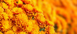 Closeup of beautiful Mum or Chrysanthemum flowers blooming in the autumn