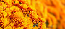 Closeup Of Beautiful Mum Or Chrysanthemum Flowers Blooming In The Autumn